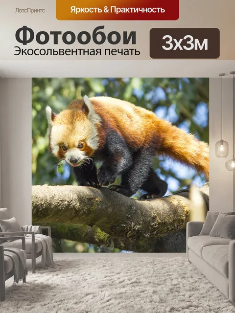 Фотообои Красная панда