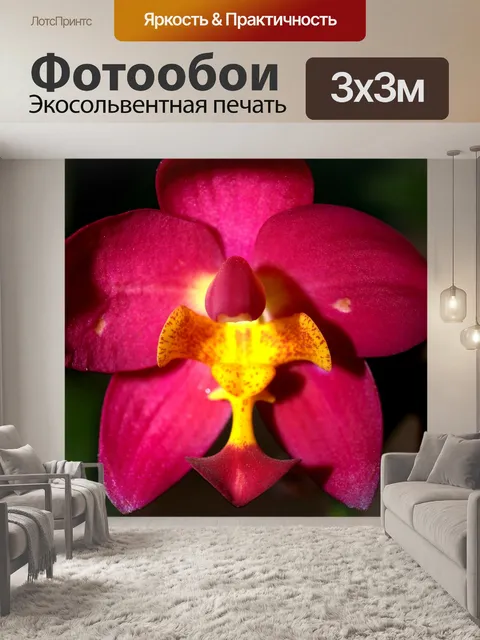 Фотообои Фото цветка орхидеи