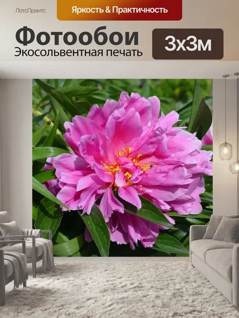 Фотообои Пион