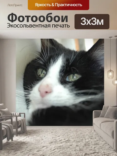 Фотообои Кошка