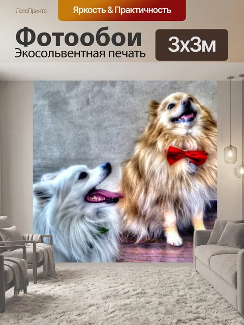 Фотообои Поморская собака