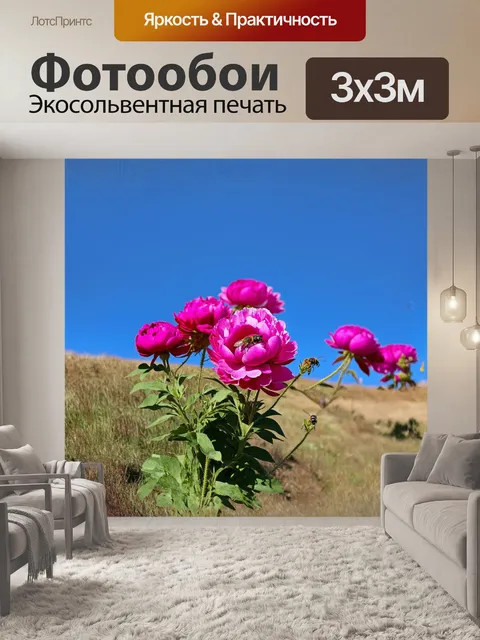 Фотообои группа пионов, растущих на склоне холма, освещена ярким полуденным солнцем