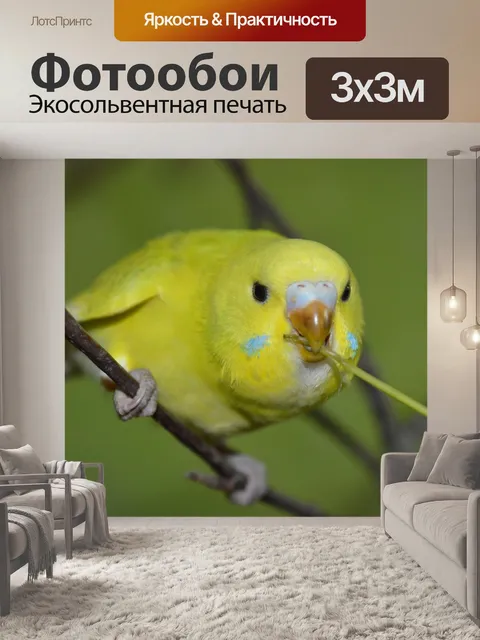 Фотообои Волнистый попугайчик