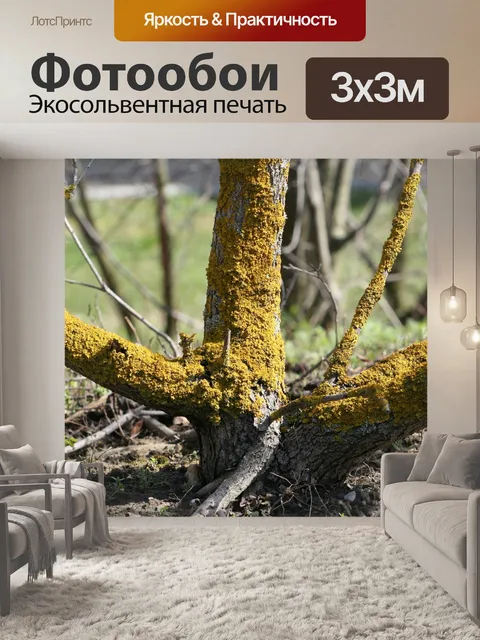 Фотообои Буш