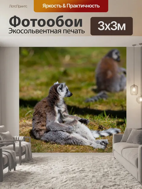 Фотообои Кошачий лемур