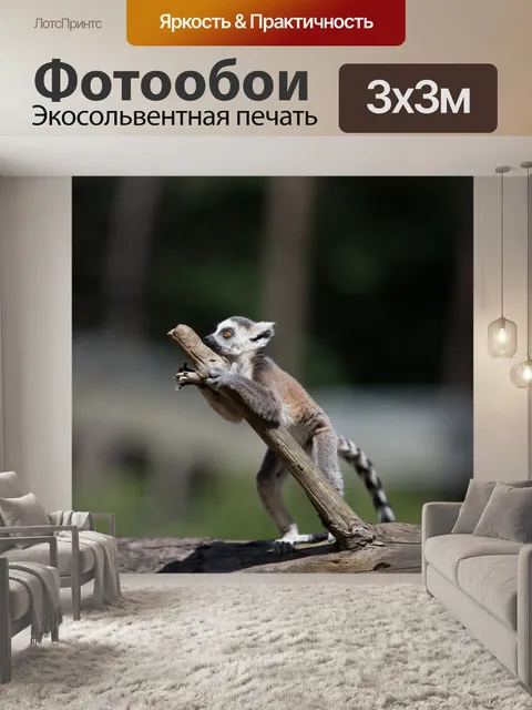 Фотообои Кошачий лемур