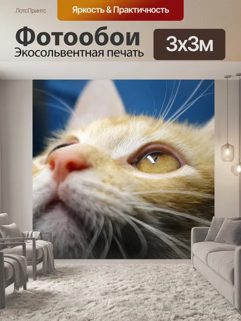 Фотообои Кот