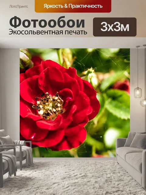 Фотообои Красный шиповник, роза Макро Фотография