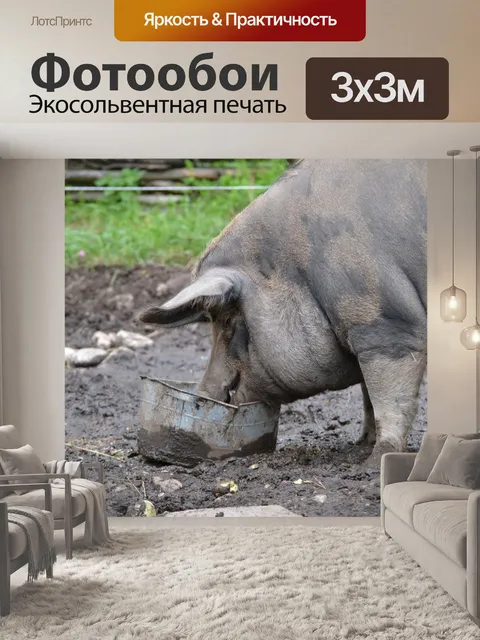 Фотообои свинья