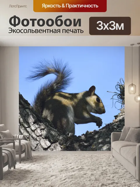 Фотообои Белка в дикой природе