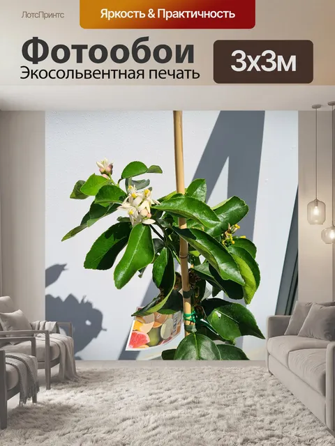Фотообои Таитянский лайм с цветком к фрукту