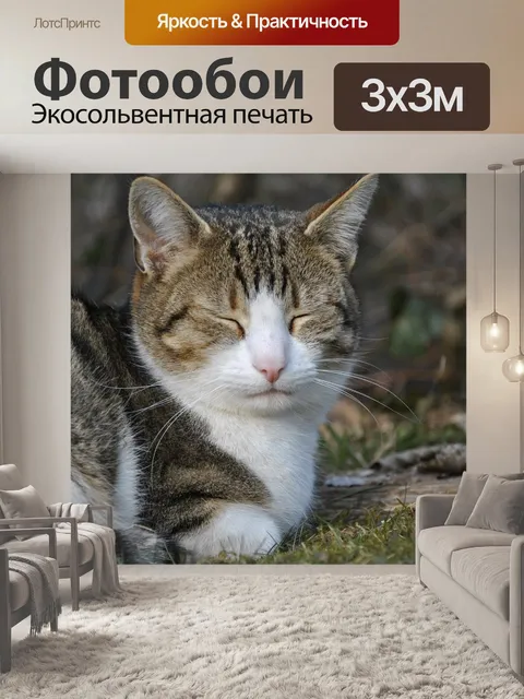 Фотообои Кот
