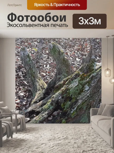 Фотообои Старые упавшие корни деревьев