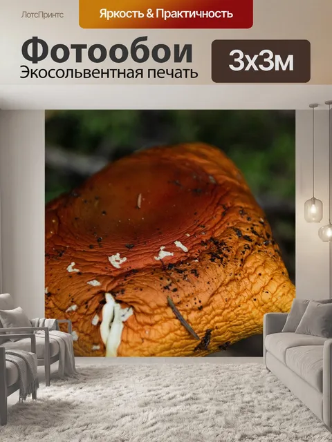 Фотообои Гриб