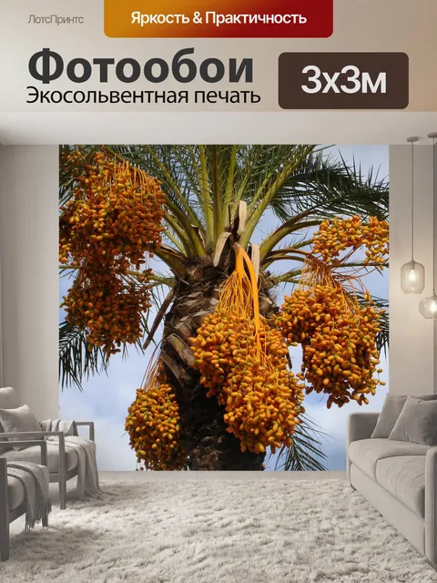 Фотообои Финиковая пальма