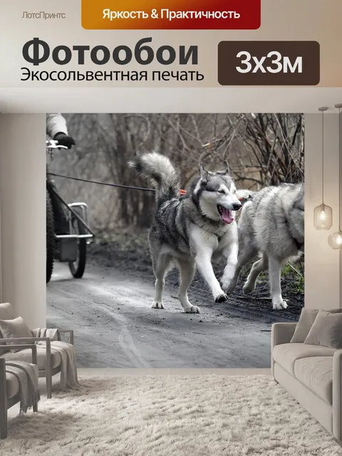Фотообои Хаски