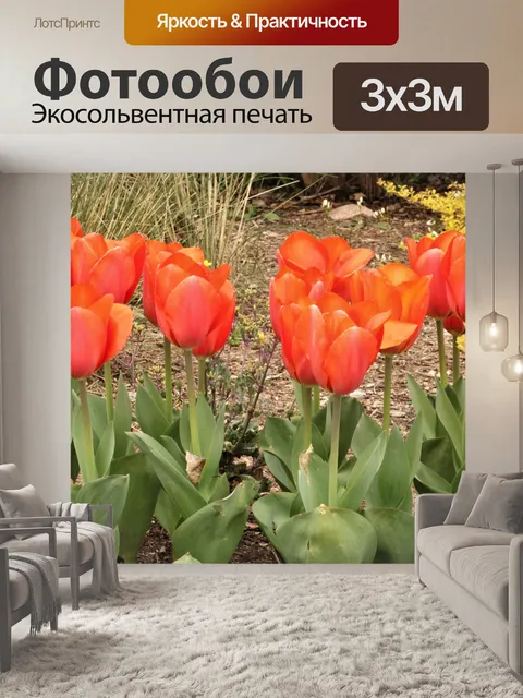 Фотообои Группа цветущих оранжевых тюльпанов