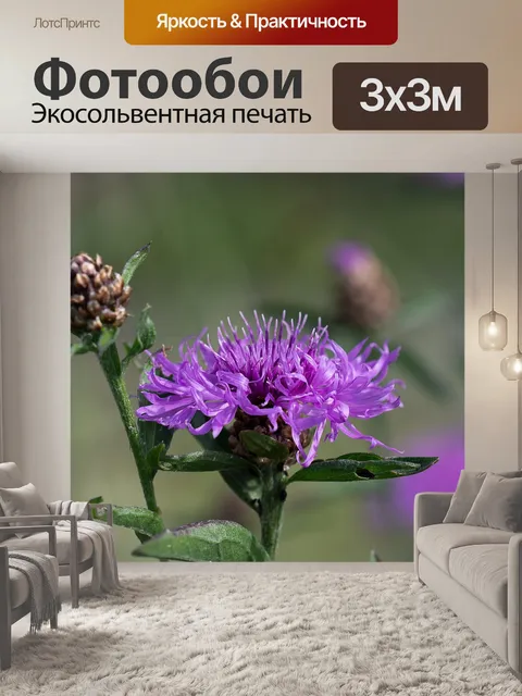 Фотообои Василек