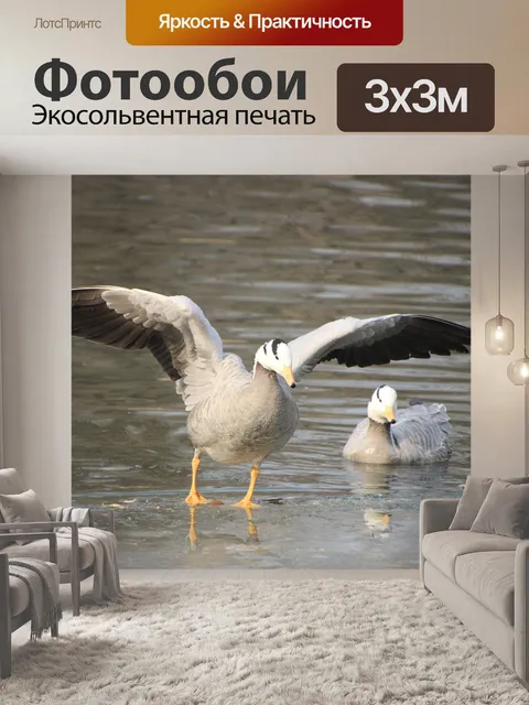Фотообои Бархатные гуси