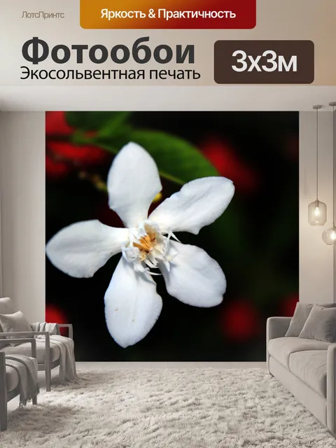 Фотообои Белый один цветок