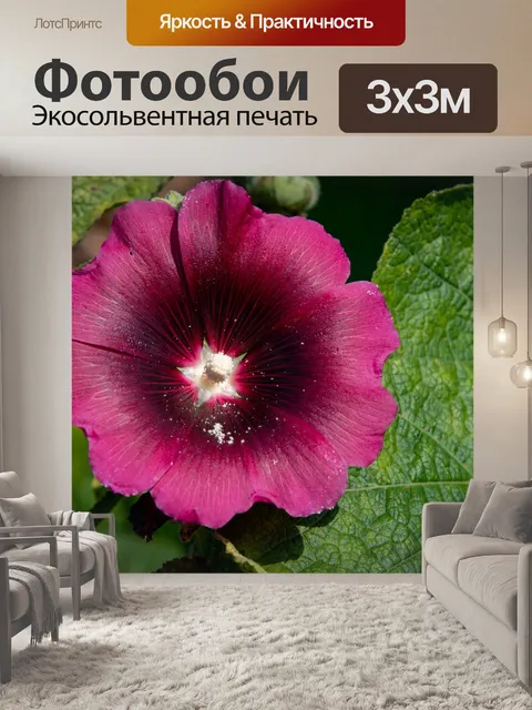 Фотообои Цветок гибискуса