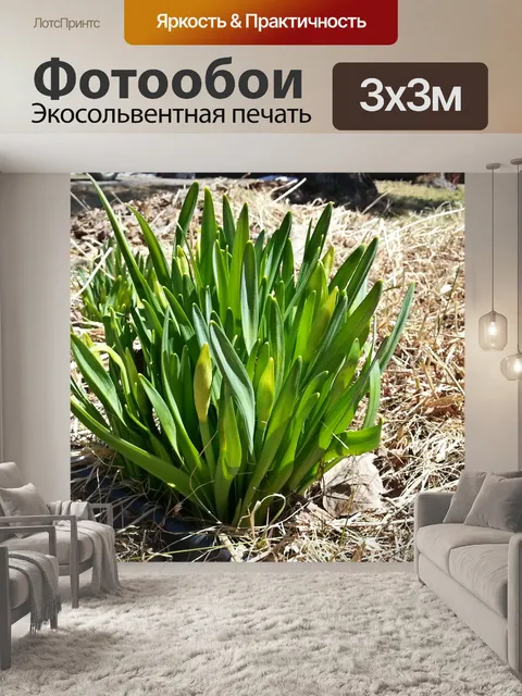 Фотообои Весенний росток