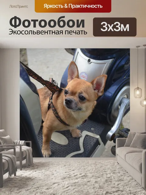 Фотообои Маленькая чихуахуа
