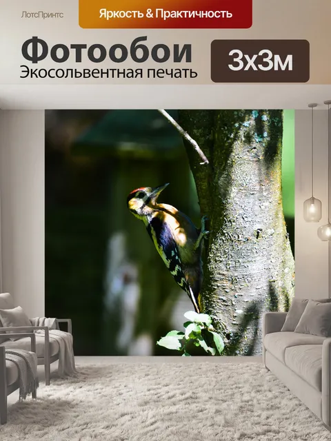 Фотообои Дятел