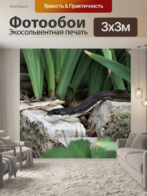 Фотообои Черная крыса змея крупным планом