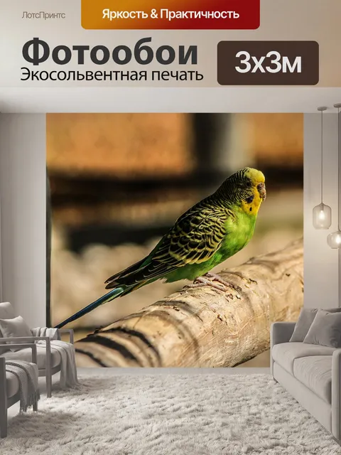Фотообои Попугай волнистый попугайчик