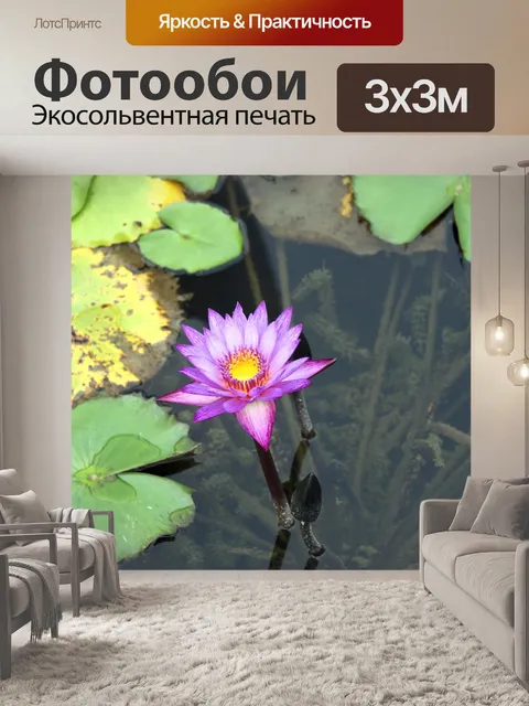 Фотообои розовый цветок лотоса и бутон