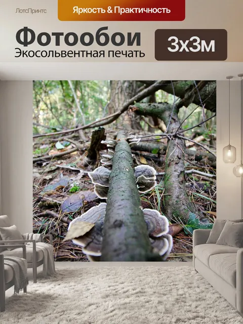Фотообои Гриб