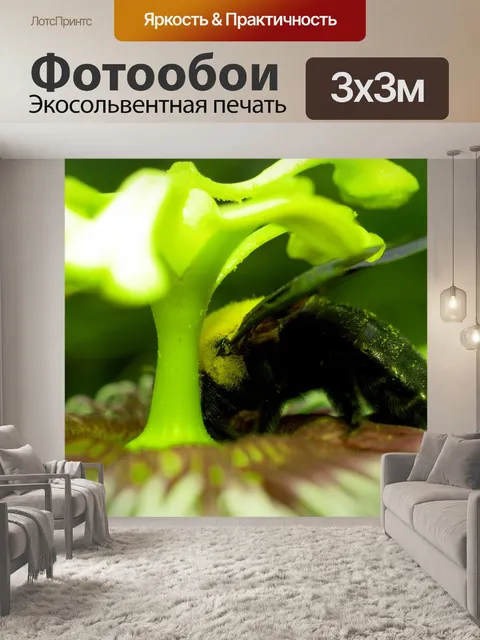 Фотообои Цветок маракуйи фото