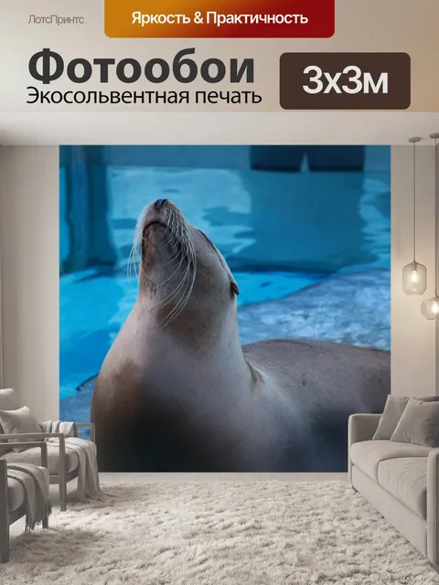 Фотообои Котик