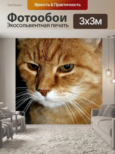 Фотообои Кот