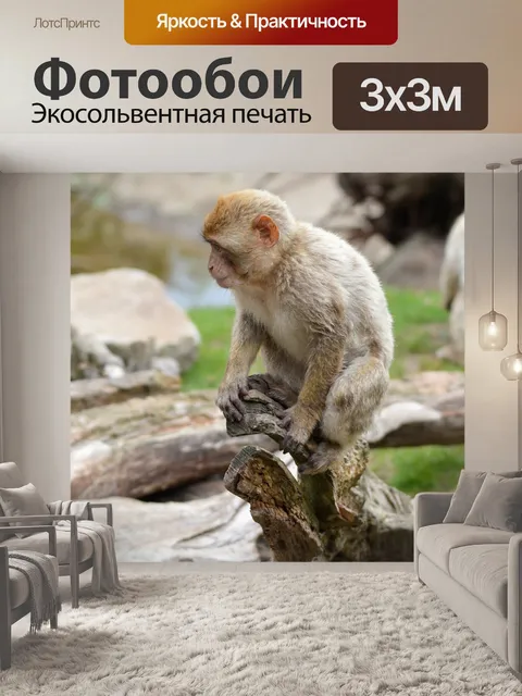 Фотообои Берберские обезьяны