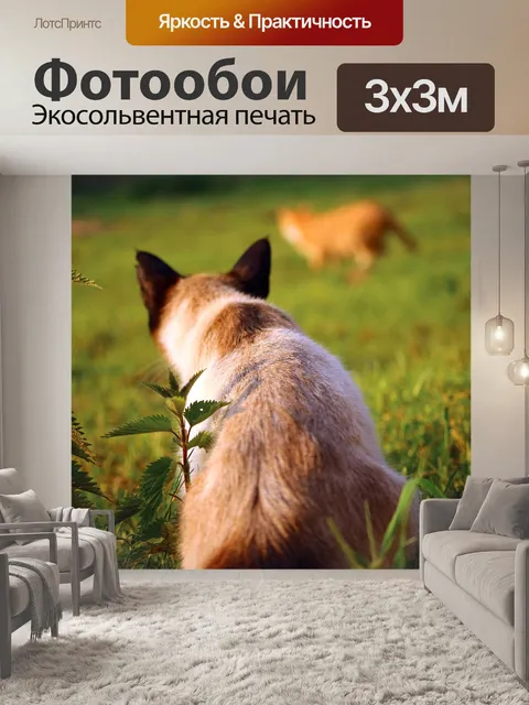 Фотообои Кот