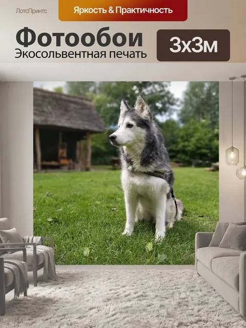 Фотообои Хаски