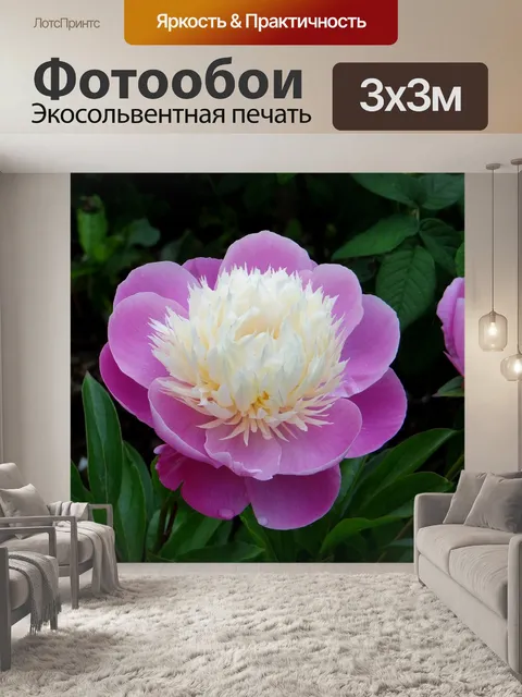Фотообои Пион