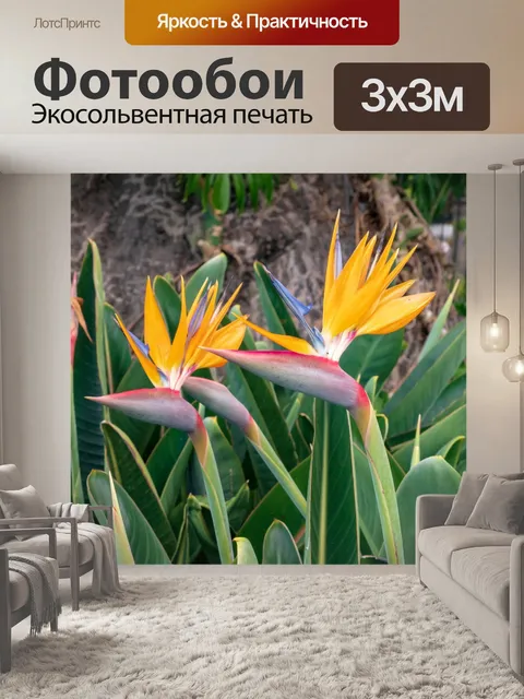 Фотообои Королевская Стрелиция