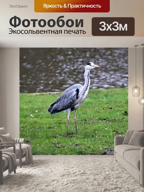 Фотообои Серая цапля в Амстердаме