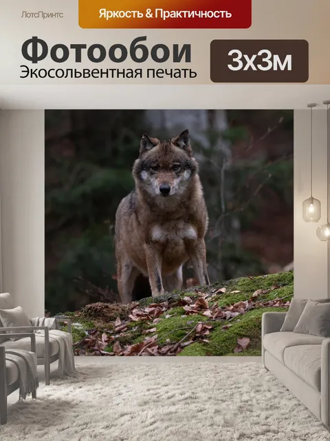 Фотообои Волк