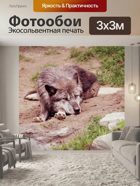 Фотообои Волк