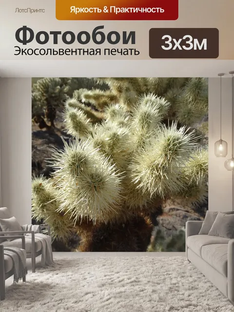 Фотообои Чолла