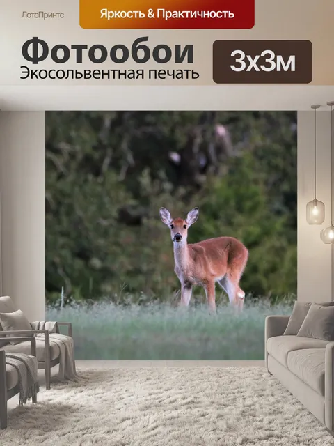 Фотообои Молодой олень в полевых условиях