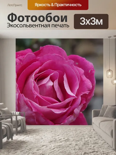 Фотообои Крупный розовый морщинистой розы