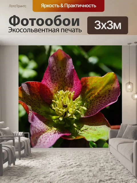 Фотообои Рождественская роза