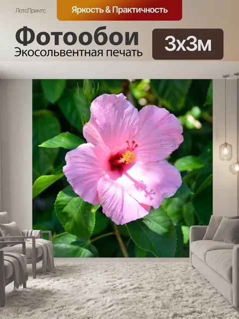 Фотообои Розовый цветок гибискуса