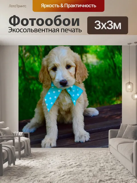Фотообои Goldendoodle