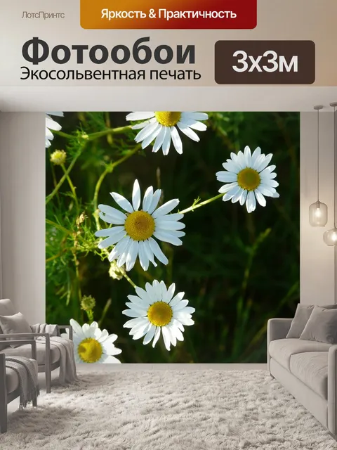 Фотообои Настоящая ромашка